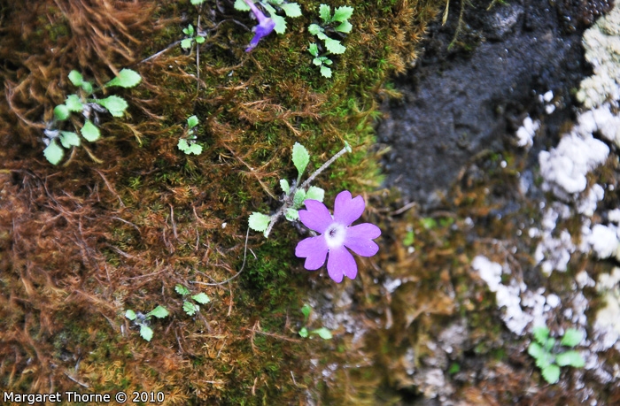 <i>Primula flagellaris </i>