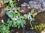 <i>Primula flagellaris </i>