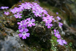 <i>Primula flagellaris </i>