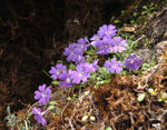 <i>Primula flagellaris </i>