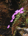 <i>Primula flagellaris </i>