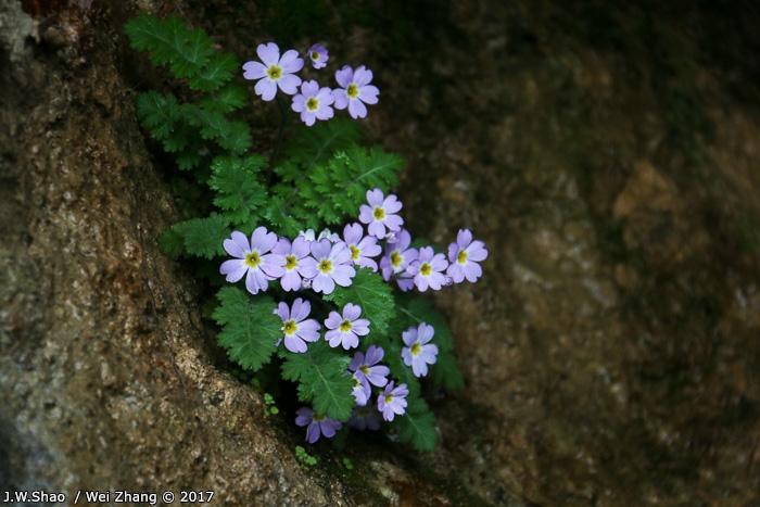 <i>Primula hubeiensis </i>