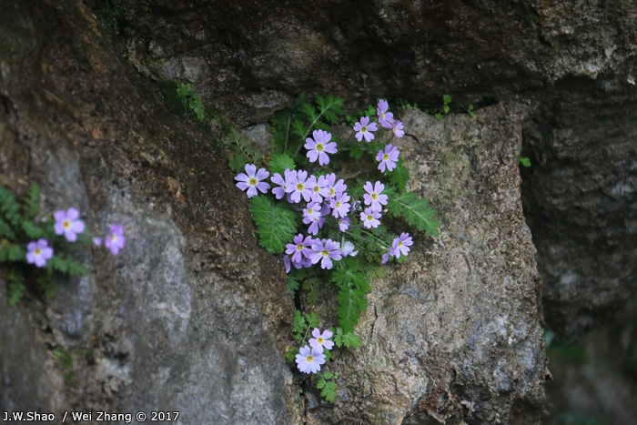 <i>Primula hubeiensis </i>