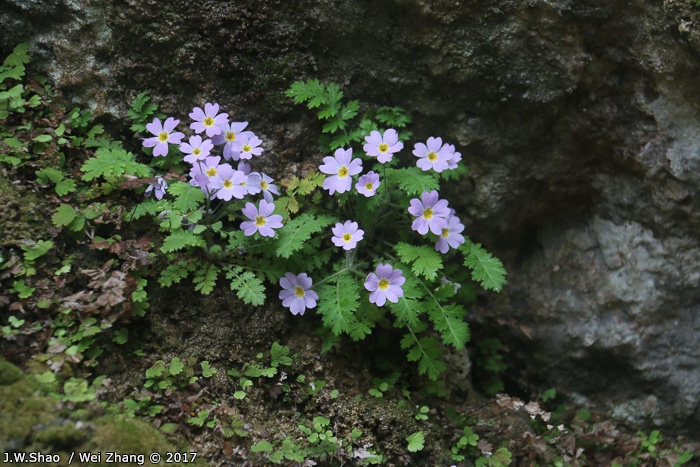 <i>Primula hubeiensis </i>