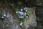 <i>Primula hubeiensis </i>