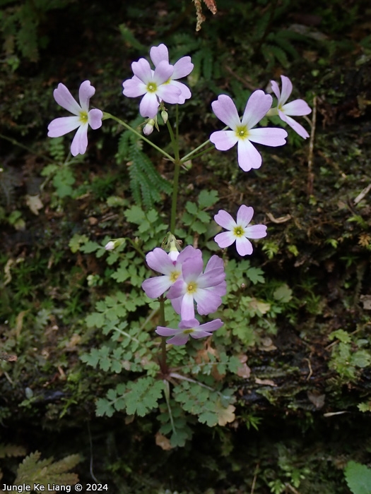 <i>Primula jiugongshanensis </i>