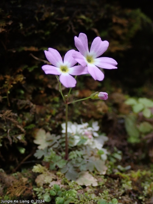 <i>Primula jiugongshanensis </i>