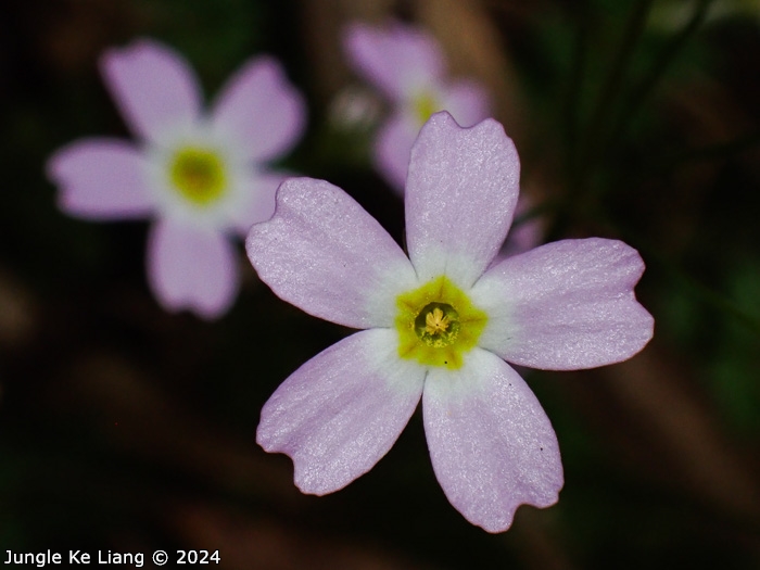 <i>Primula jiugongshanensis </i>