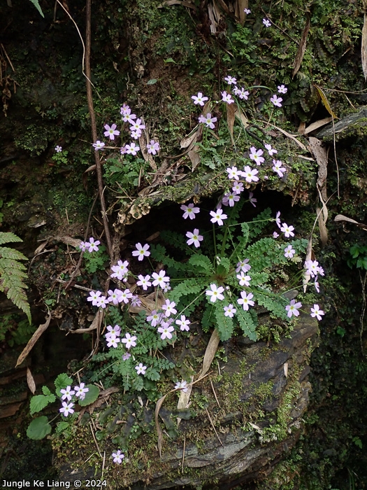 <i>Primula jiugongshanensis </i>