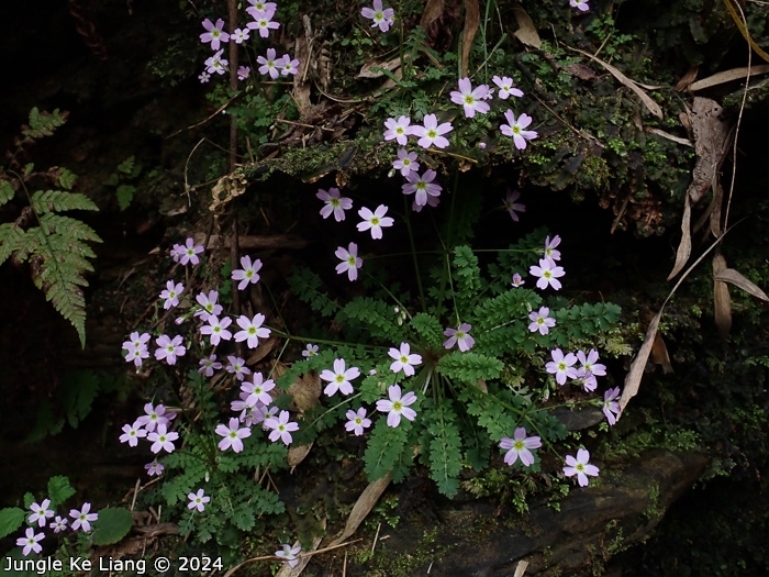 <i>Primula jiugongshanensis </i>