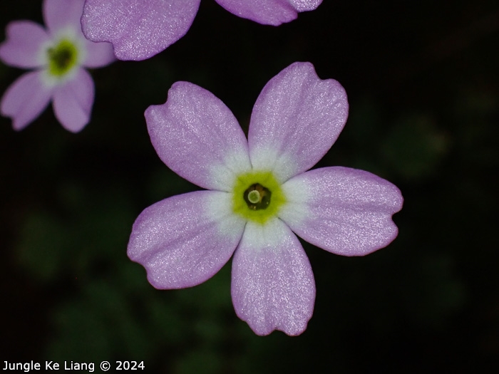 <i>Primula jiugongshanensis </i>