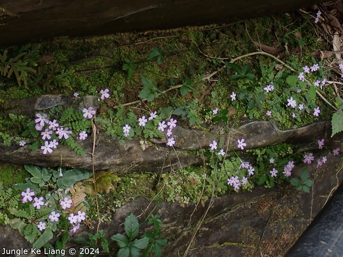 <i>Primula jiugongshanensis </i>