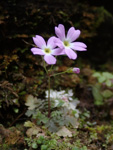 <i>Primula jiugongshanensis </i>