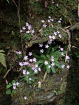 <i>Primula jiugongshanensis </i>