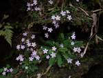 <i>Primula jiugongshanensis </i>