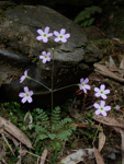 <i>Primula jiugongshanensis </i>