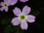 <i>Primula jiugongshanensis </i>