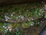 <i>Primula jiugongshanensis </i>