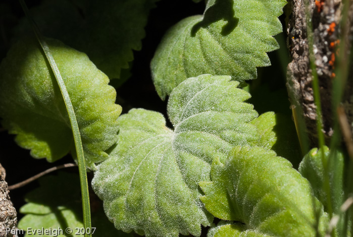 <i>Primula littledalei </i>