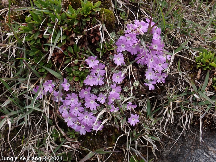 <i>Primula lizipingensis </i>