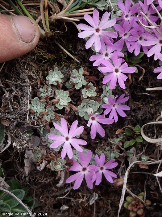 <i>Primula lizipingensis </i>