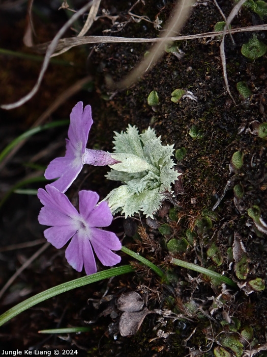 <i>Primula lizipingensis </i>