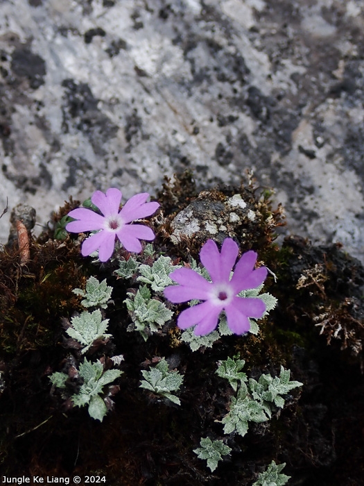 <i>Primula lizipingensis </i>