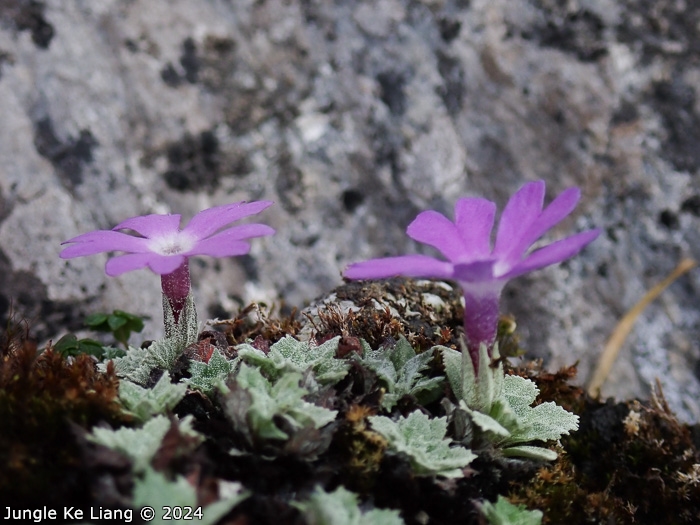 <i>Primula lizipingensis </i>