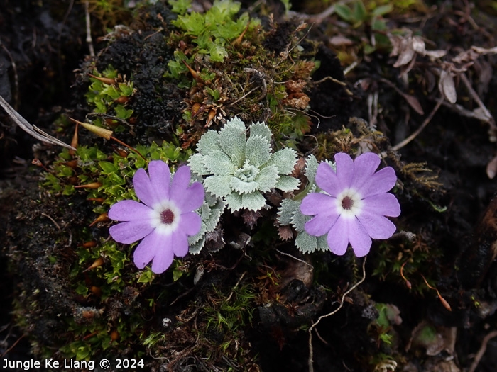 <i>Primula lizipingensis </i>