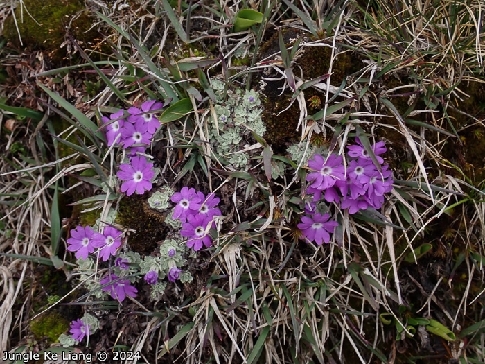 <i>Primula lizipingensis </i>