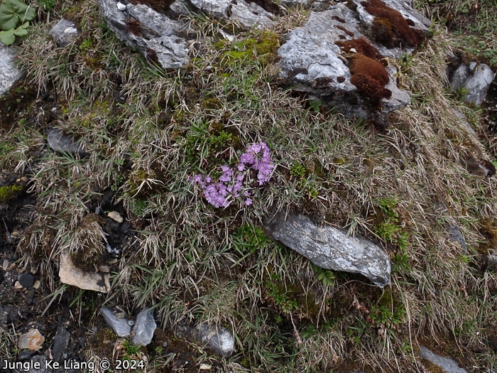 <i>Primula lizipingensis </i>