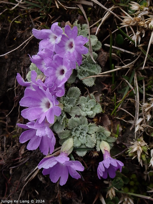 <i>Primula lizipingensis </i>