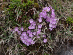 <i>Primula lizipingensis </i>