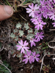 <i>Primula lizipingensis </i>