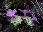 <i>Primula lizipingensis </i>