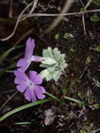 <i>Primula lizipingensis </i>