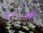 <i>Primula lizipingensis </i>