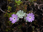 <i>Primula lizipingensis </i>