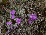 <i>Primula lizipingensis </i>