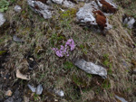 <i>Primula lizipingensis </i>