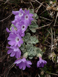 <i>Primula lizipingensis </i>