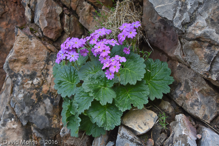 <i>Primula minkwitziae </i>