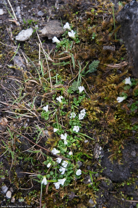 <i>Primula muscoides </i>