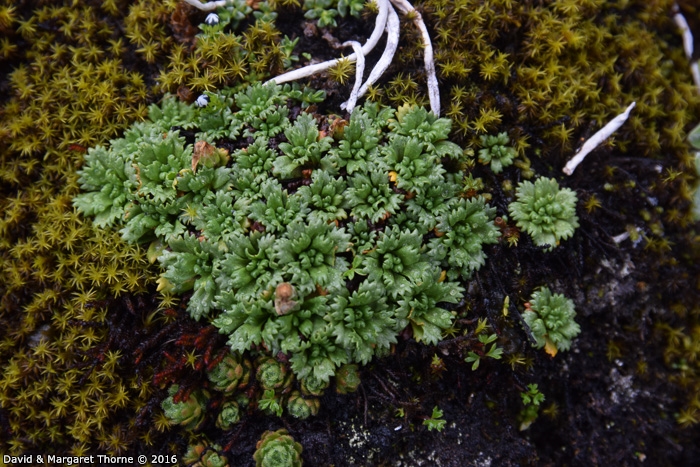 <i>Primula muscoides </i>