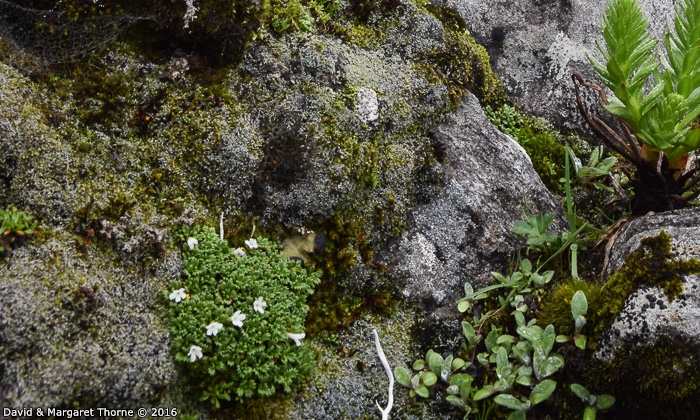 <i>Primula muscoides </i>