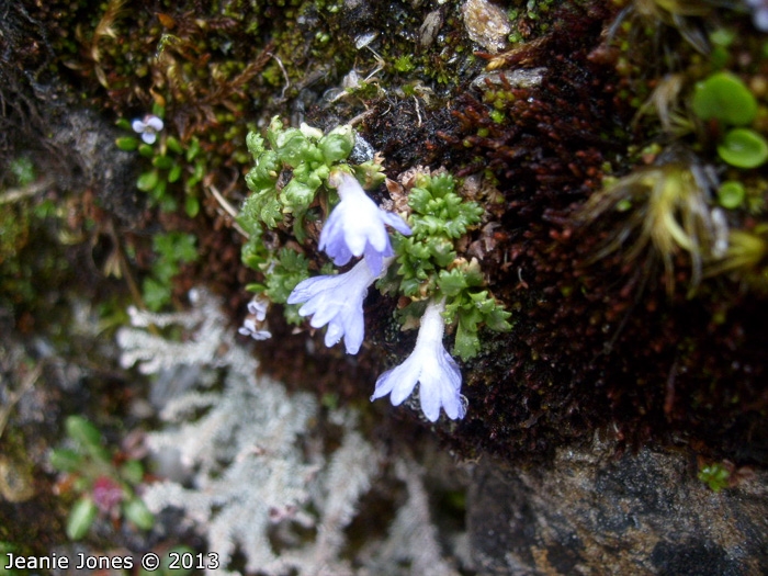 <i>Primula muscoides </i>