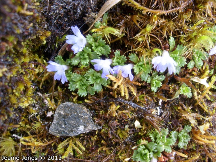 <i>Primula muscoides </i>