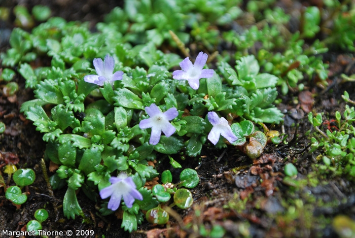 <i>Primula muscoides </i>