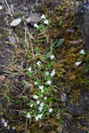 <i>Primula muscoides </i>