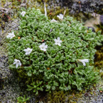 <i>Primula muscoides </i>